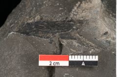 Foto (Detailansicht) von Blechnum sp.  (NHMW-GEO-2024-0188-10530)